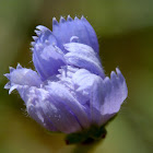 Chicory