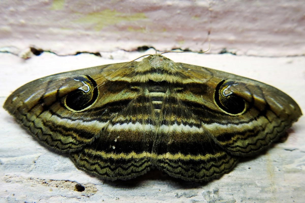 The Indian Owlet-moth