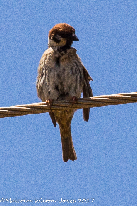 Tree Sparrow; Gorrión Molinero