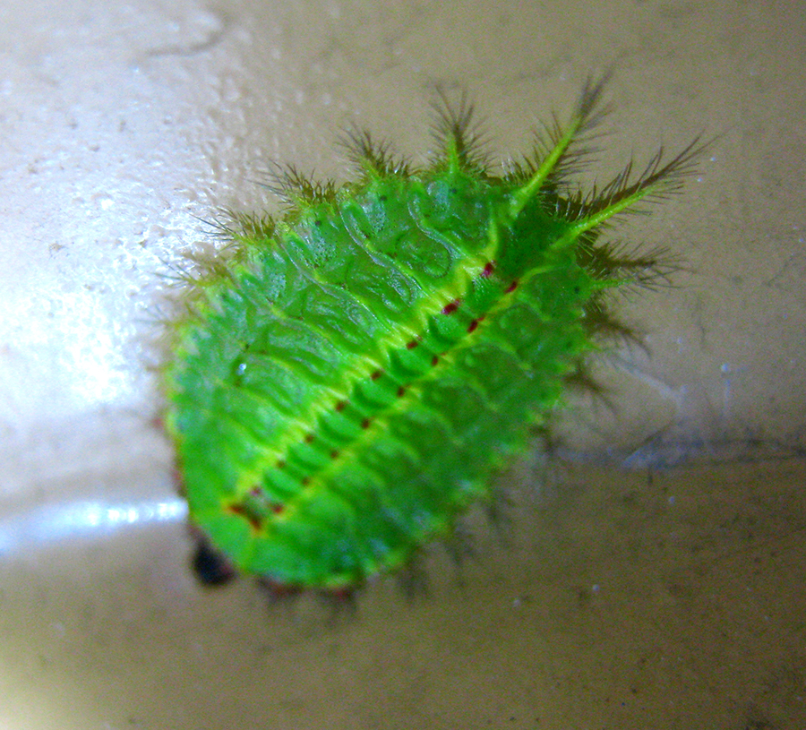 Thorny Slug Caterpillar