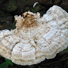 Turkey Tail Fungus