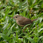 House Wren