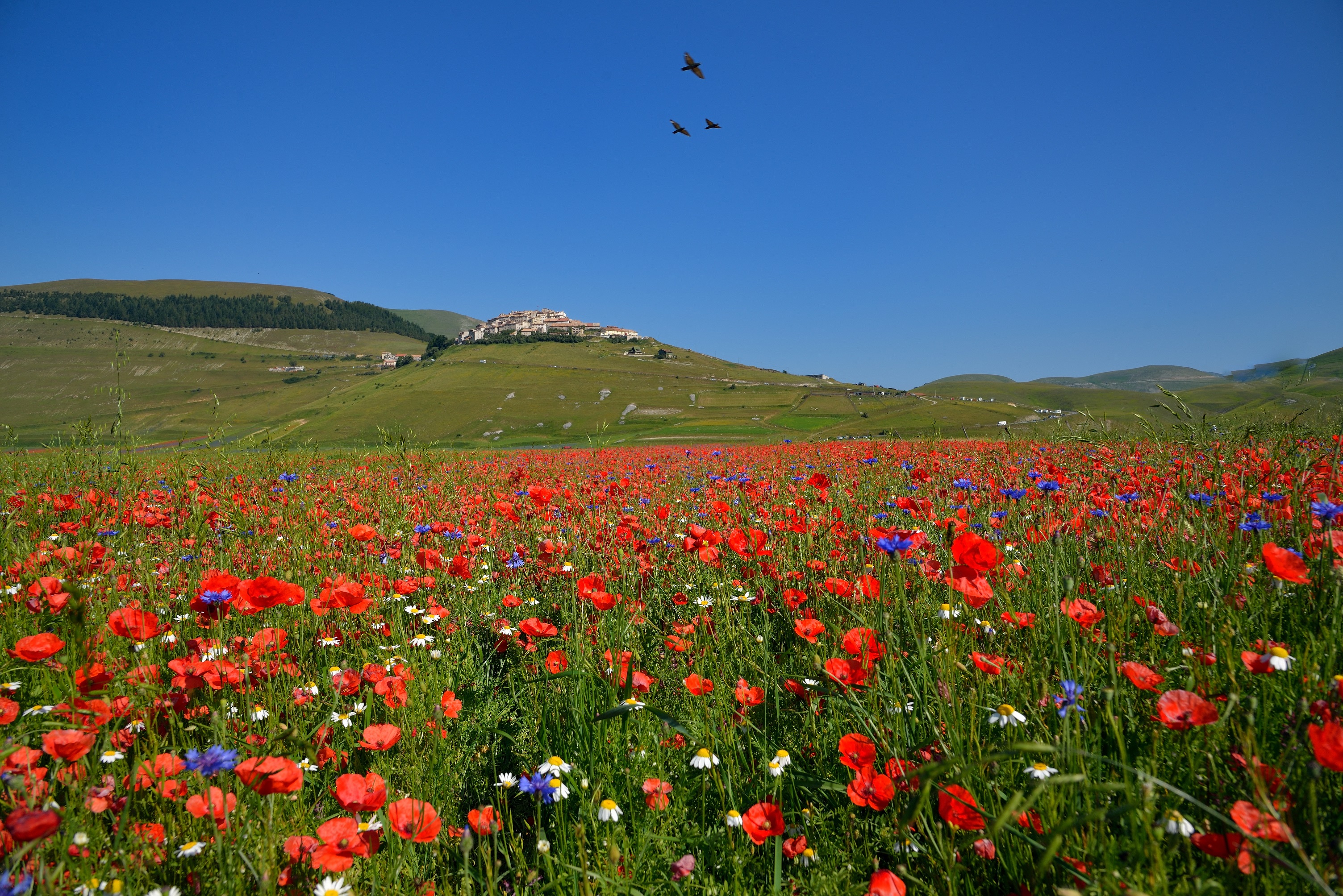 Castelluccio di Norcia e la sua piana di Claudio Tenca