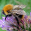 Common carder bee