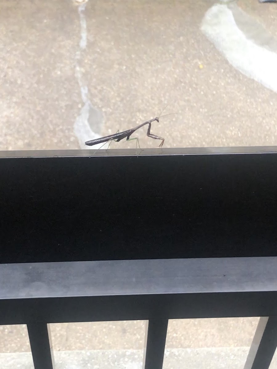 Praying Mantis