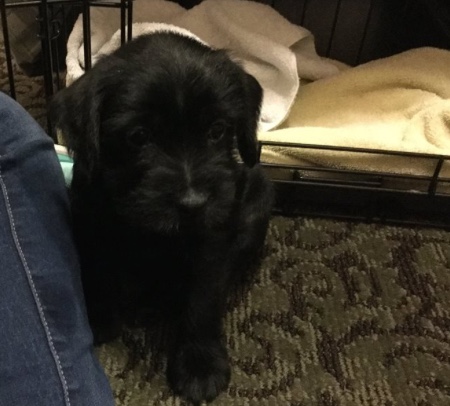 Standard Schnauzer Pup