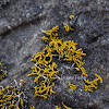 Coral Orange Lichen