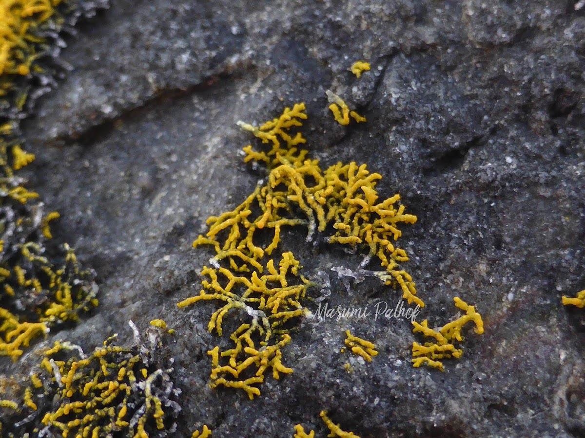 Coral Orange Lichen