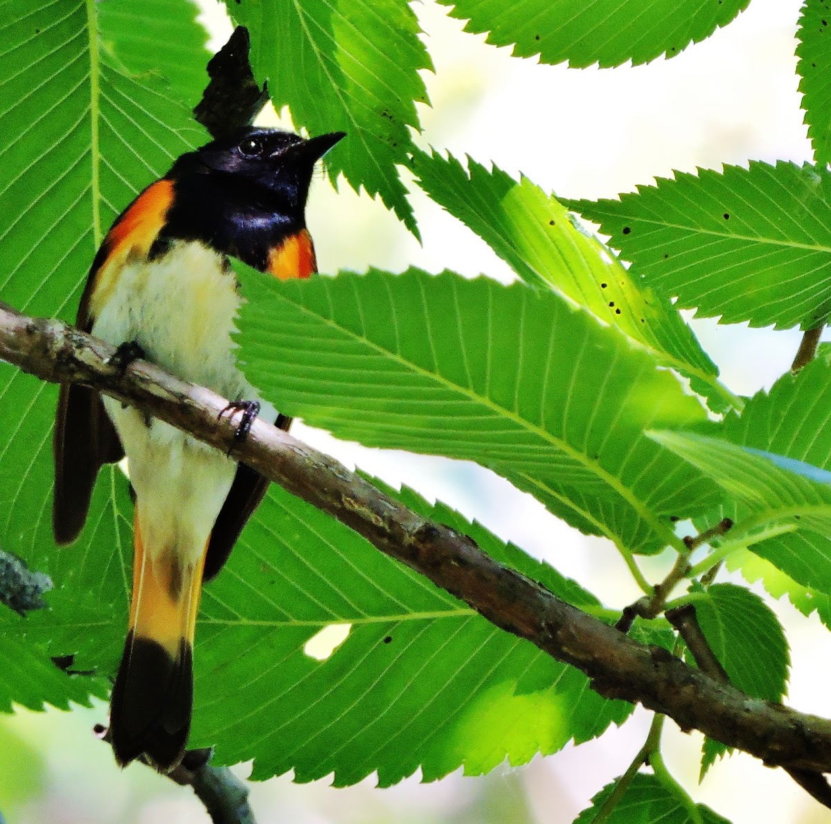 American Redstart