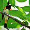 American Redstart