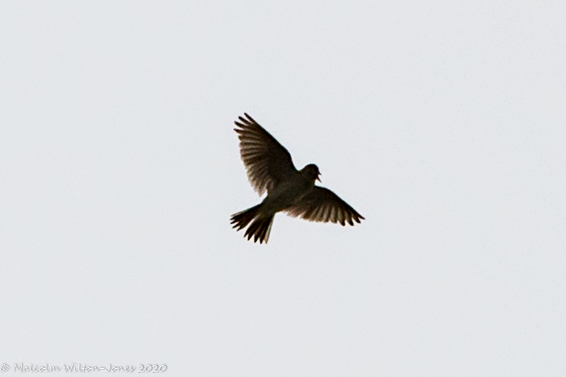 Skylark