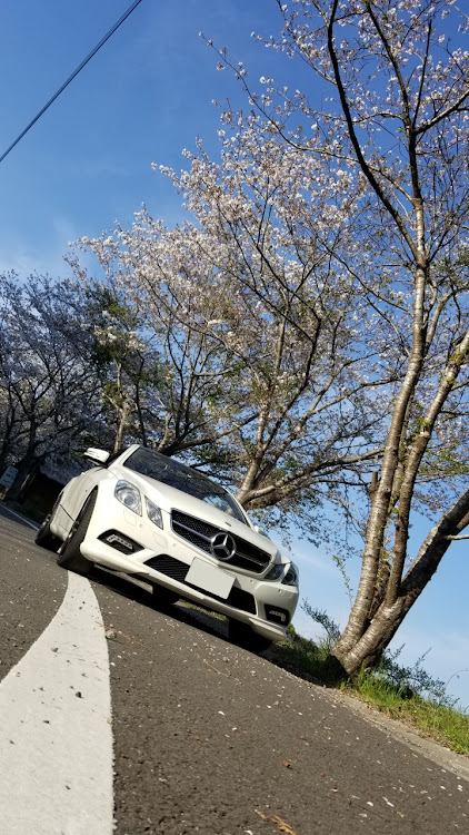 Eクラス クーペの桜と愛車・メルセデス・ベンツ・鹿児島・ドライブに関するカスタム事例の投稿画像1枚目