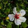 White hibiscus