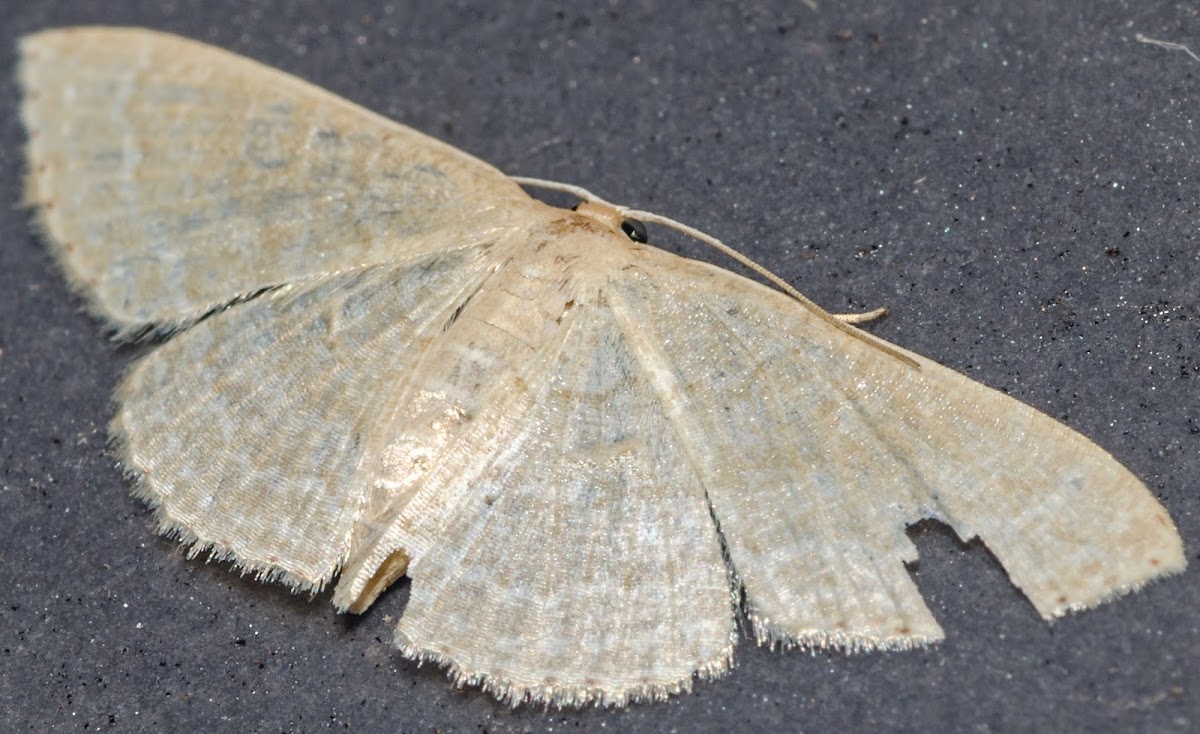 Asthene Wave Moth