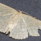 Asthene Wave Moth