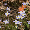 Common Bluet