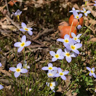 Common Bluet