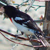 Rose-breasted Grosbeak