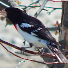 Rose-breasted Grosbeak