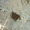 Acacia Skipper