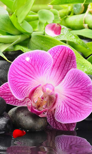 Beautiful Orchids LWP