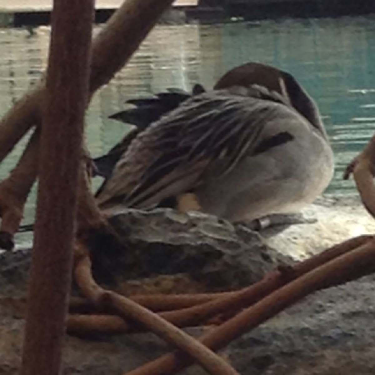 Northern Pintail