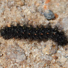 Caterpillar