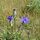 Western Fringed Gentian