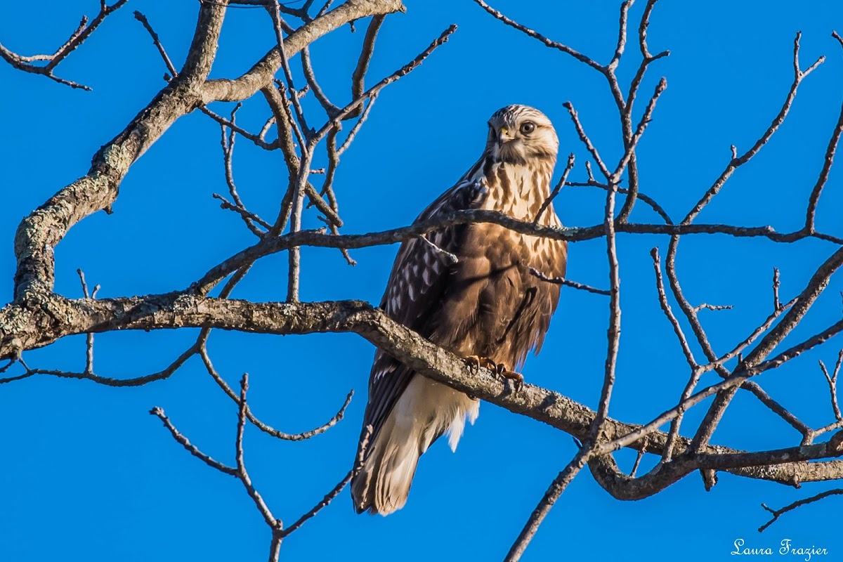 Rough-legged Hawk