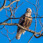 Rough-legged Hawk