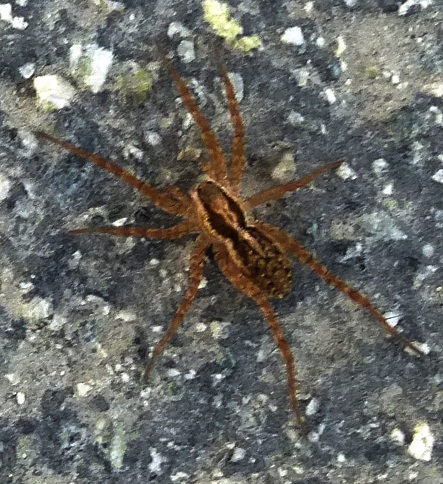 Funnel Web weaver