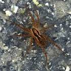 Funnel Web weaver