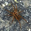 Funnel Web weaver