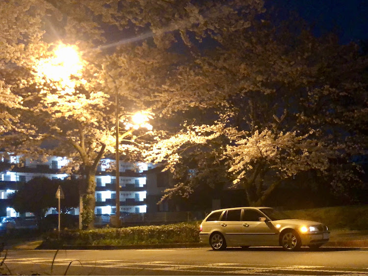 3シリーズ ツーリングの桜・桜と愛車・夜桜・桜とコラボ・E46に関するカスタム事例の投稿画像1枚目