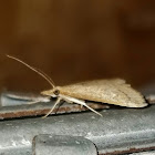 Celery Leaftier Moth