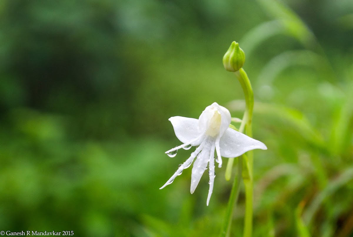 Spreading Flowered Habenaria