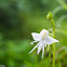 Spreading Flowered Habenaria