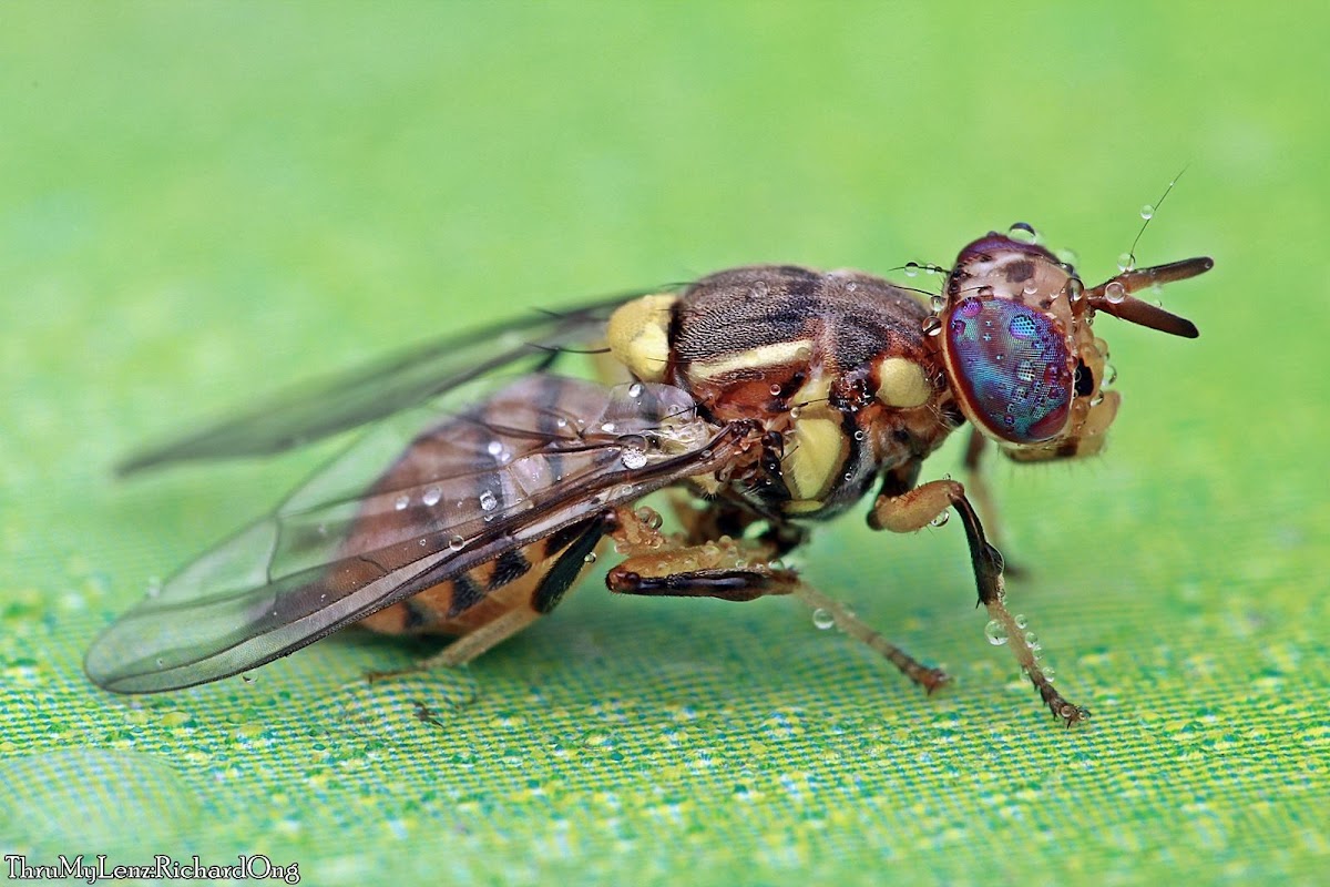 Oriental Fruit Fly