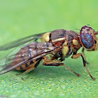 Oriental Fruit Fly