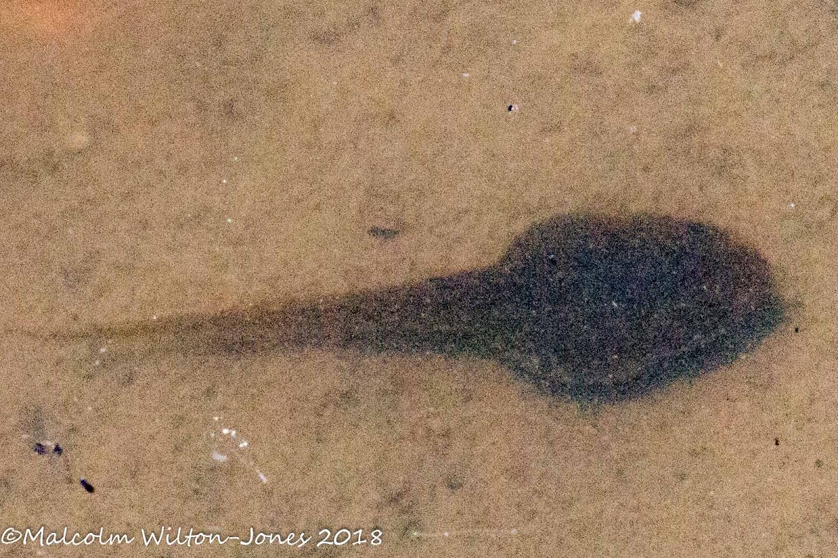 Iberian Water Frog Tadpole