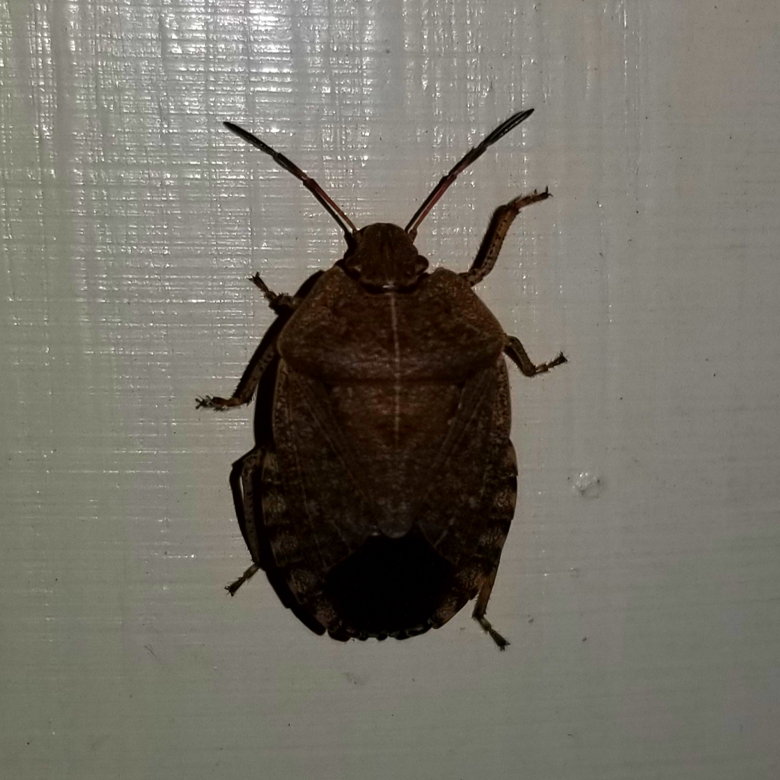 Brown marmorated stink bug