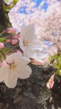 満開桜