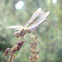 Common darter ♀