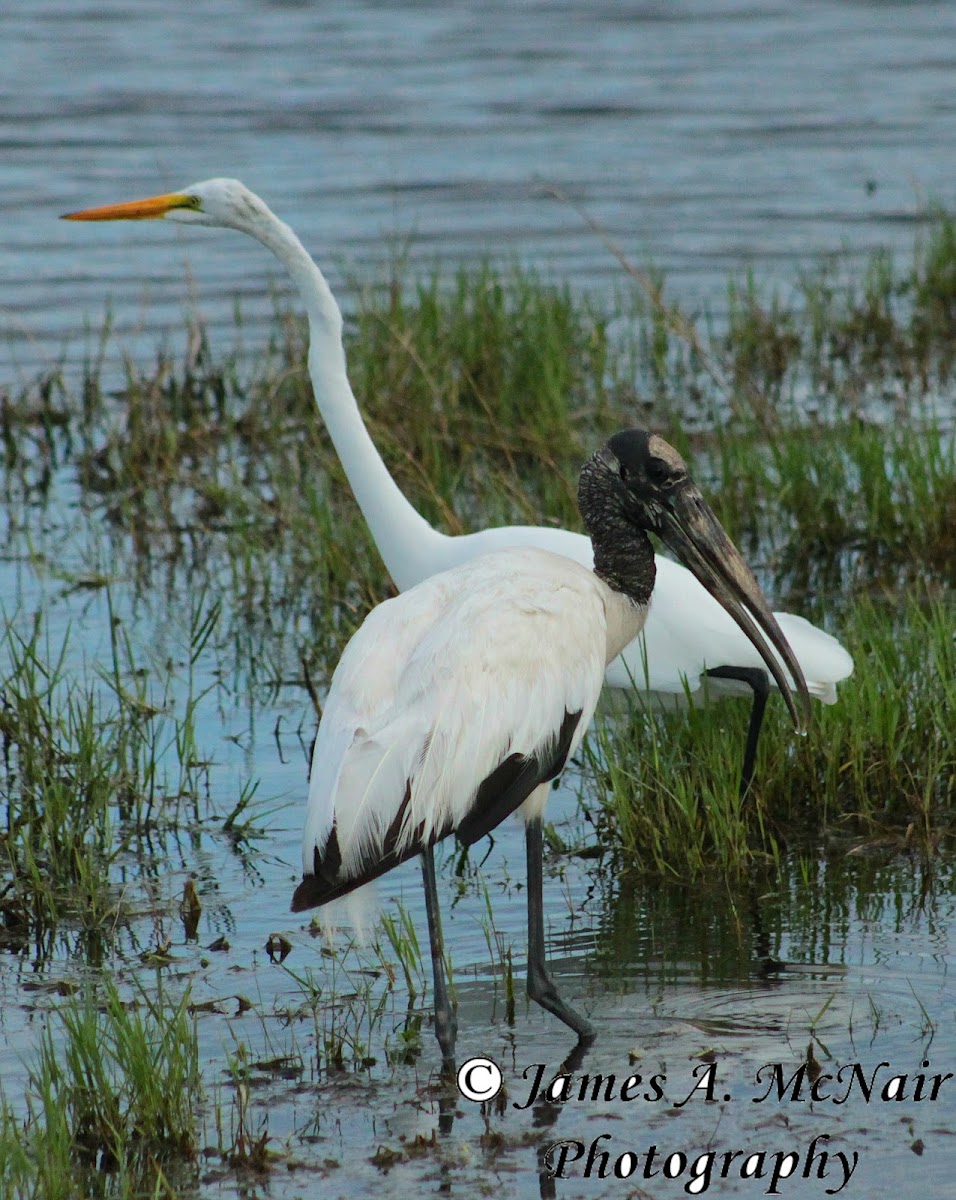 Wood Stork and Great Egret