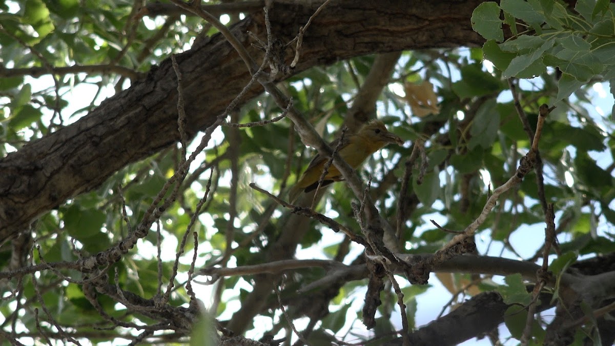 Summer Tanager (female)