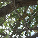 Summer Tanager (female)