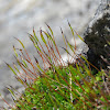 Cushion Moss