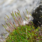 Cushion Moss