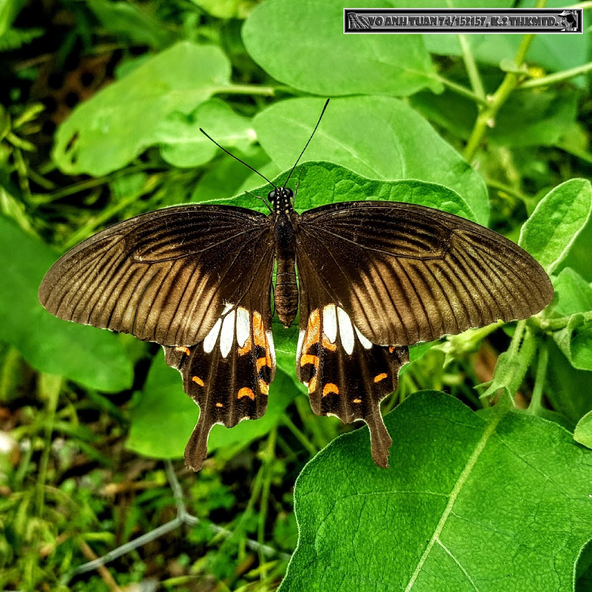 Common Mormon