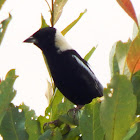 Bobolink (male)